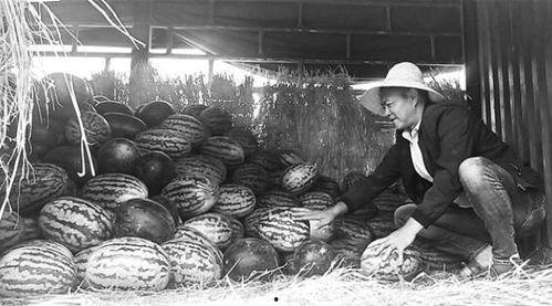 碣石吃瓜群众事件视频大全,视频大全背后的真相与反思