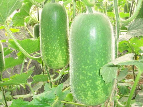 怀孕吃烧瓜好不好呢视频,烧瓜对孕妇的影响解析