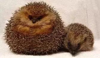 动物吃瓜神器视频,揭秘它们的“瓜神器”技巧