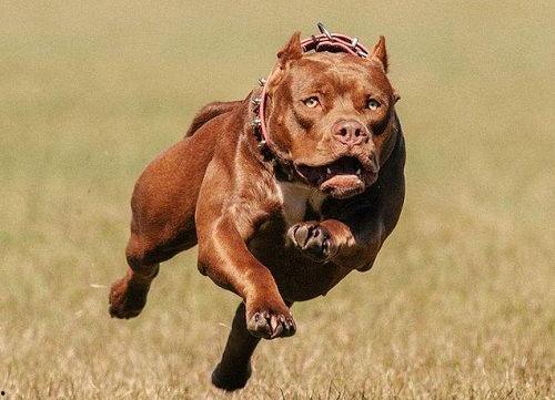 比特犬吃猪瓜好吗视频,比特犬吃猪瓜的真相揭秘