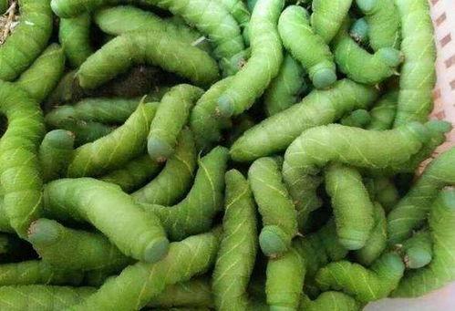 吃瓜大姐和小黄豆视频,揭秘网络红人的趣味日常