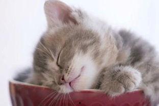 猫咪吃雪梨瓜好吗视频大全,营养美味，猫咪新宠