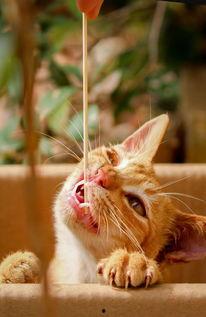 喵咪吃瓜视频素材大全高清,萌态十足，高清素材大盘点