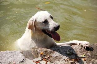 狗子能否吃哈密瓜呢视频,揭秘哈密瓜对狗子的益与害