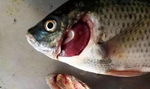 什么鱼会吃小瓜虫子视频,揭秘鱼类如何成为小瓜虫子的天然克星