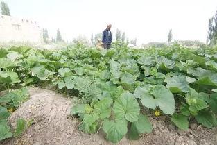 新疆吃瓜群众视频下载,揭秘瓜乡生活点滴