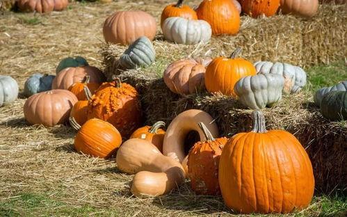 鸭蛋群众吃瓜视频,揭秘网络红人的幕后生活