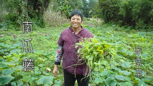 农村大妈吃瓜图片视频,欢乐瞬间捕捉乡村生活美好